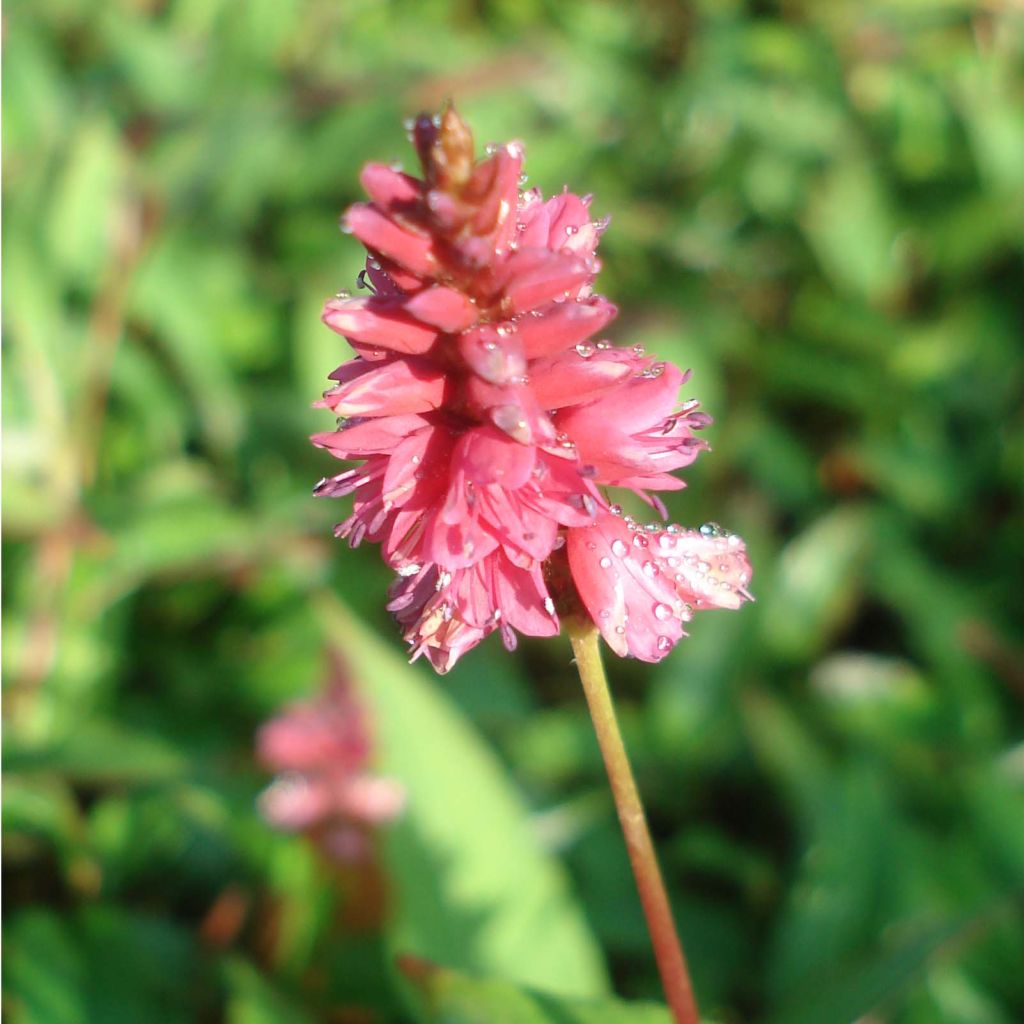 Persicaria amplexicaulis Inverleith