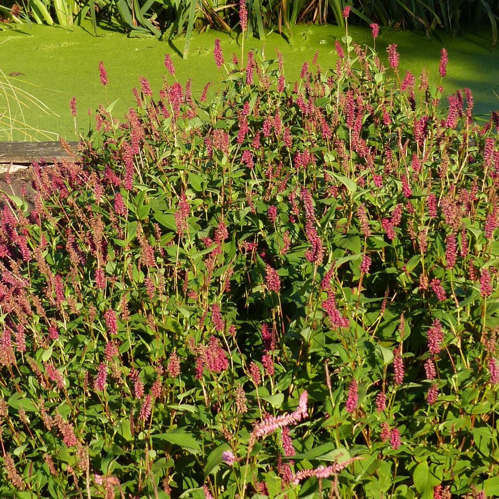 Persicaria amplexicaulis Inverleith