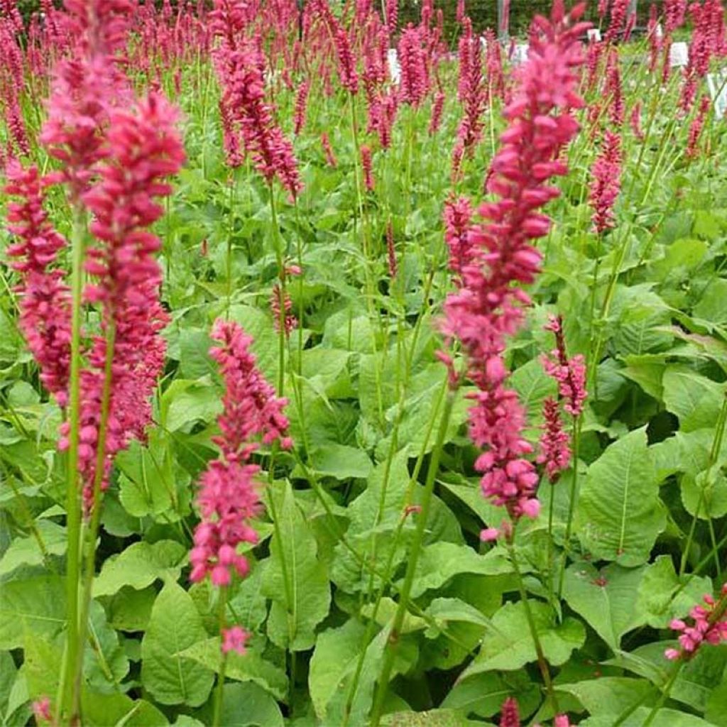 Persicaria amplexicaulis Speciosa