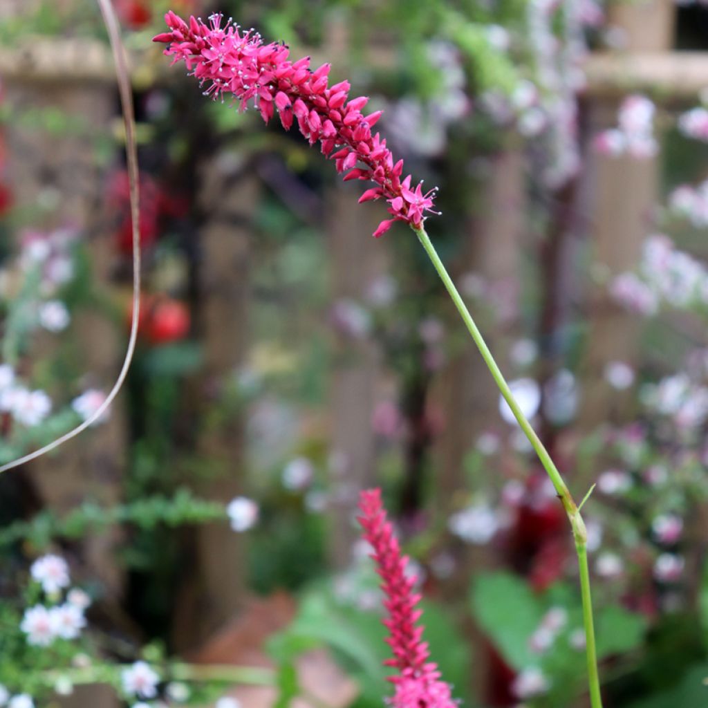 Persicaria amplexicaulis Speciosa