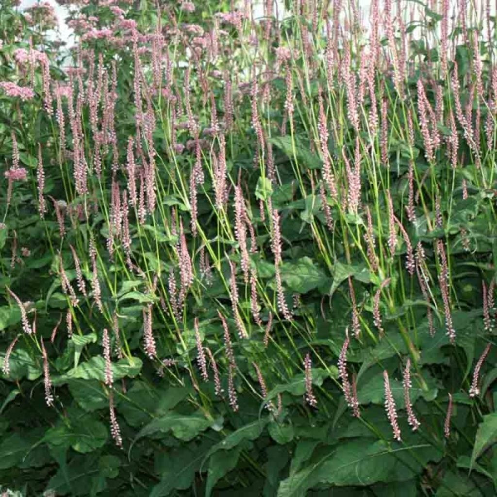 Renouée - Persicaria amplexi.Rosea