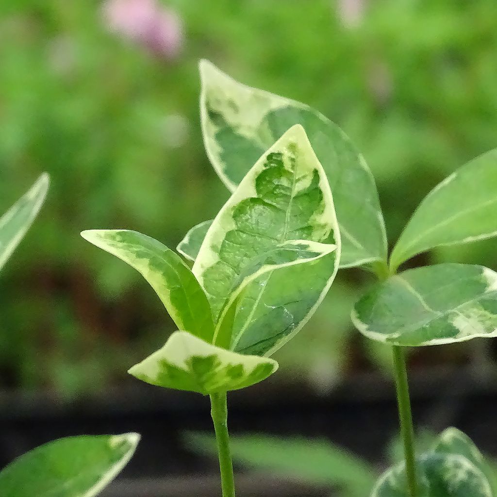 Vinca minor Ralph Shugert - Pervinca minore