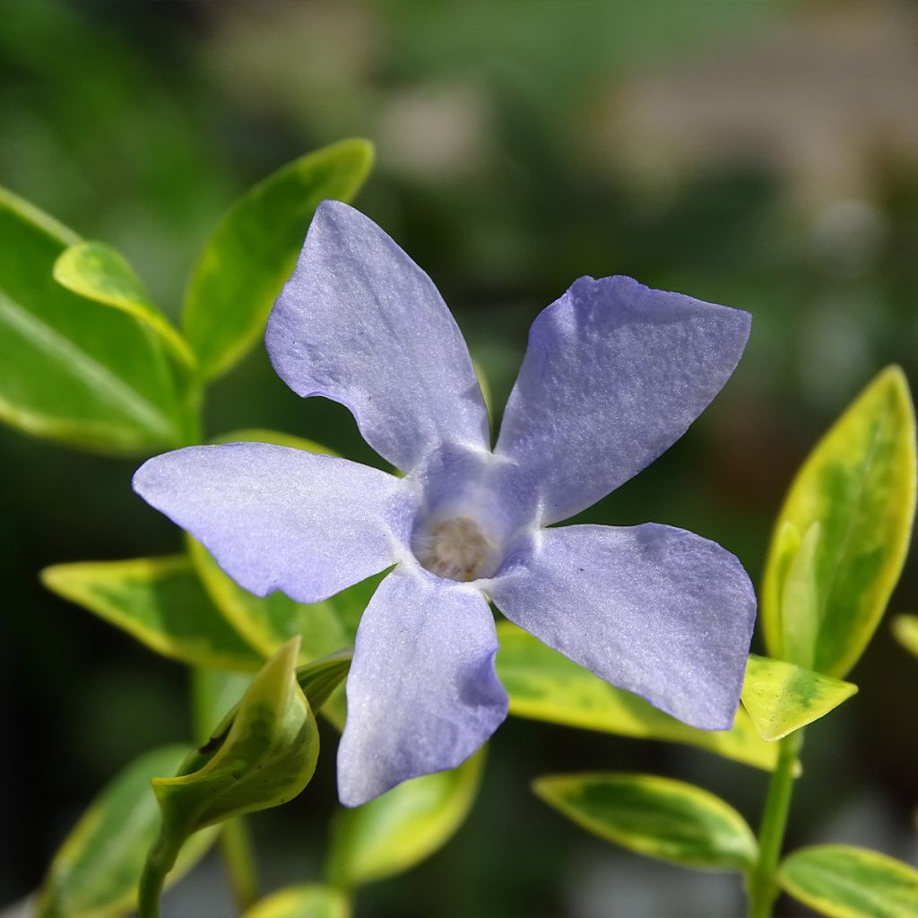 Vinca minor Ralph Shugert - Pervinca minore