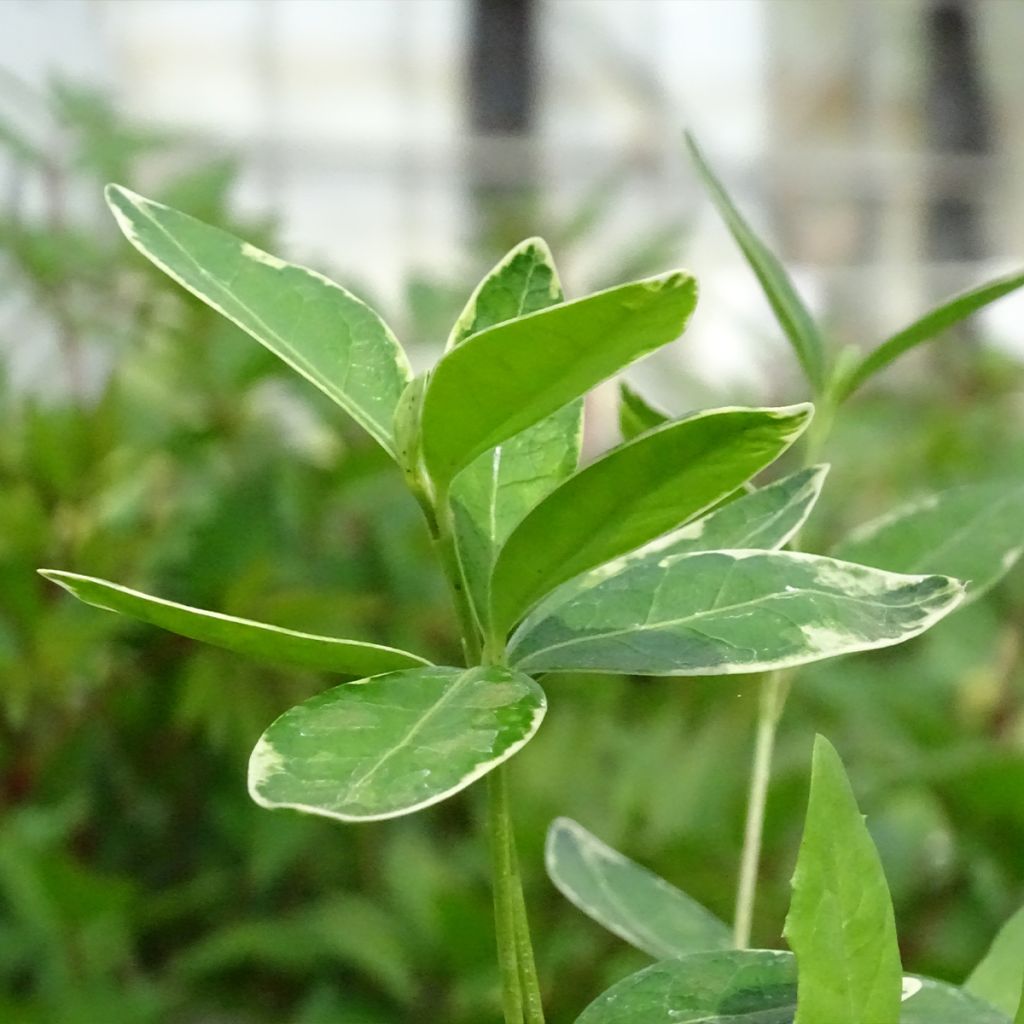 Vinca minor Ralph Shugert - Pervinca minore