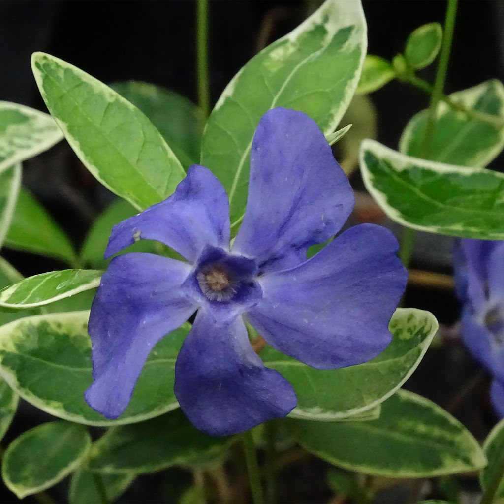 Vinca minor Ralph Shugert - Pervinca minore