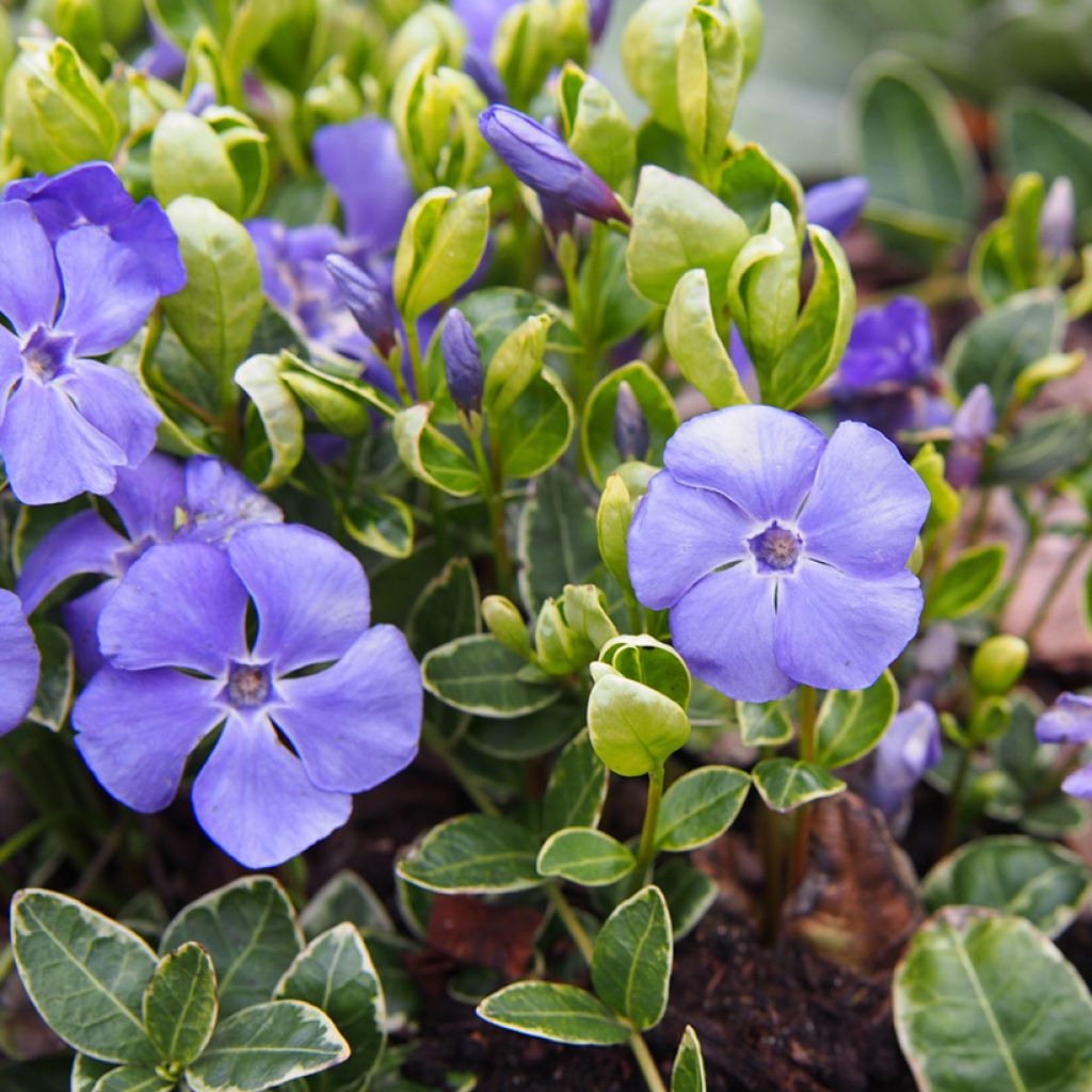 Vinca minor Ralph Shugert - Pervinca minore