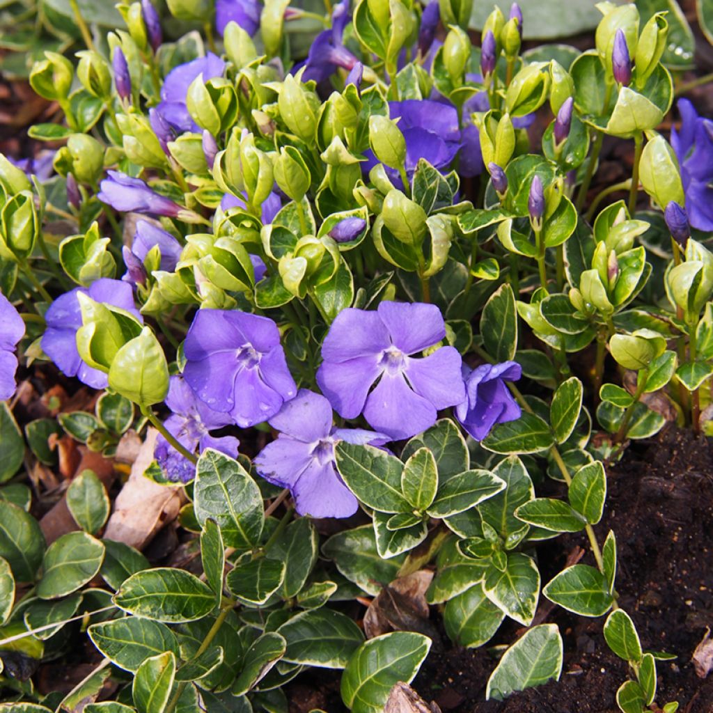 Vinca minor Ralph Shugert - Pervinca minore