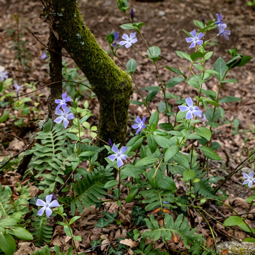 Vinca difformis - Pervinca ovata