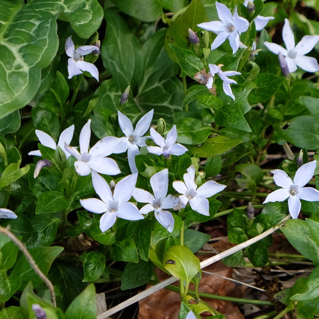 Vinca difformis - Pervinca ovata