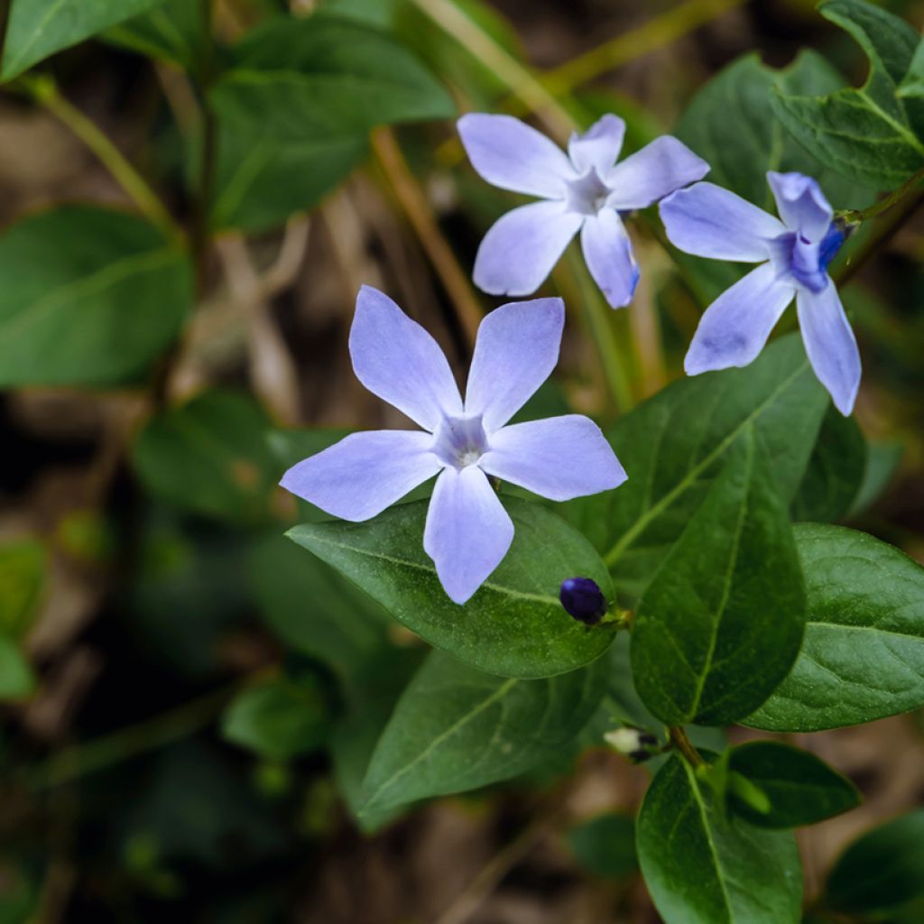 Vinca difformis - Pervinca ovata