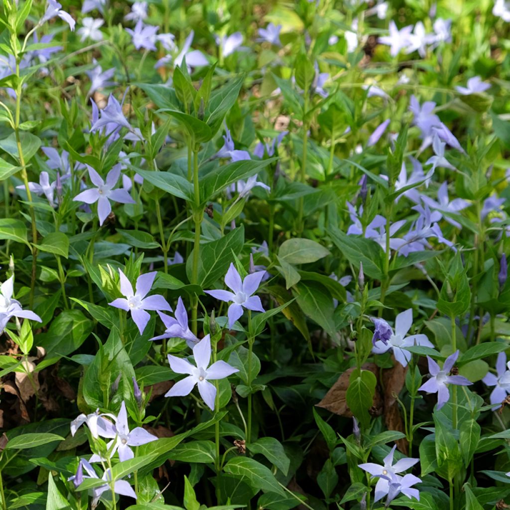 Vinca difformis - Pervinca ovata