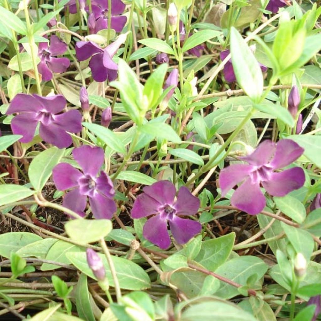 Pervenche, Vinca Minor Atropurea