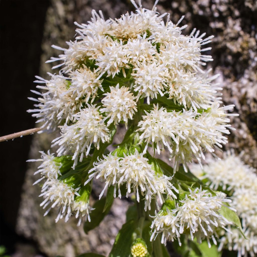 Petasites albus - Farfaraccio bianco