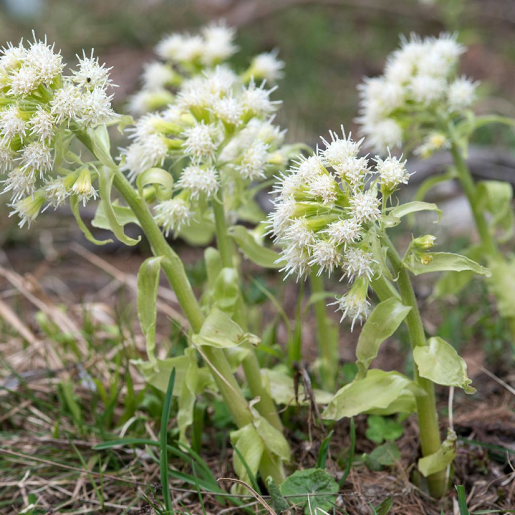 Petasites albus - Farfaraccio bianco