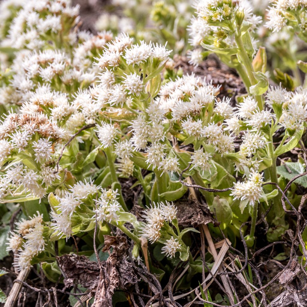 Petasites albus - Farfaraccio bianco