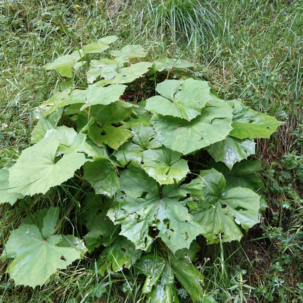 Petasites albus - Farfaraccio bianco