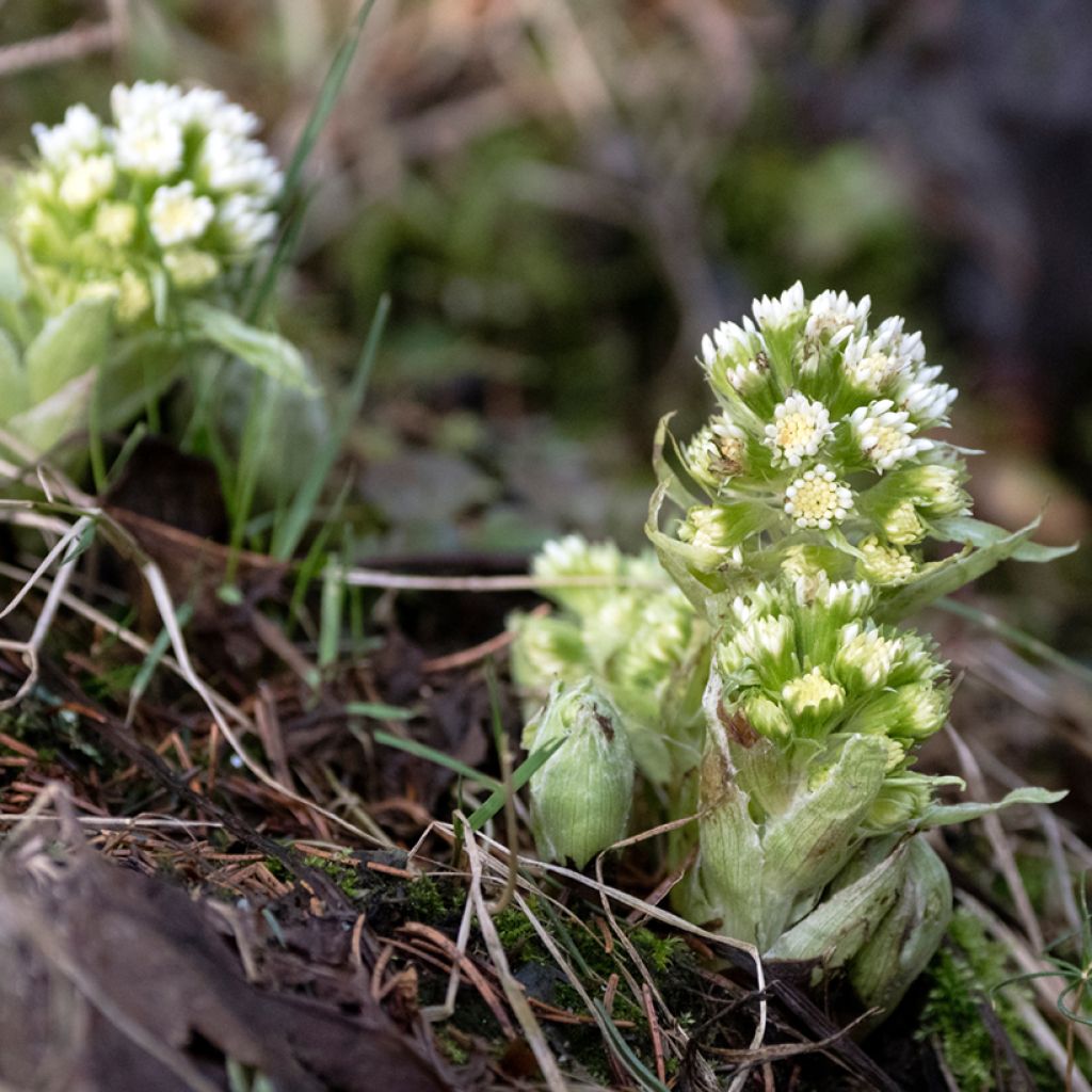 Petasites albus - Farfaraccio bianco