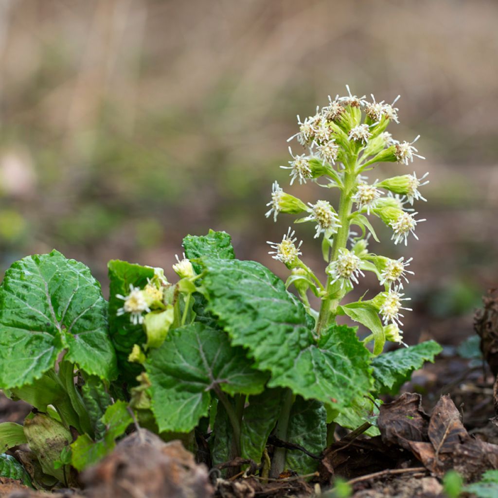 Petasites albus - Farfaraccio bianco