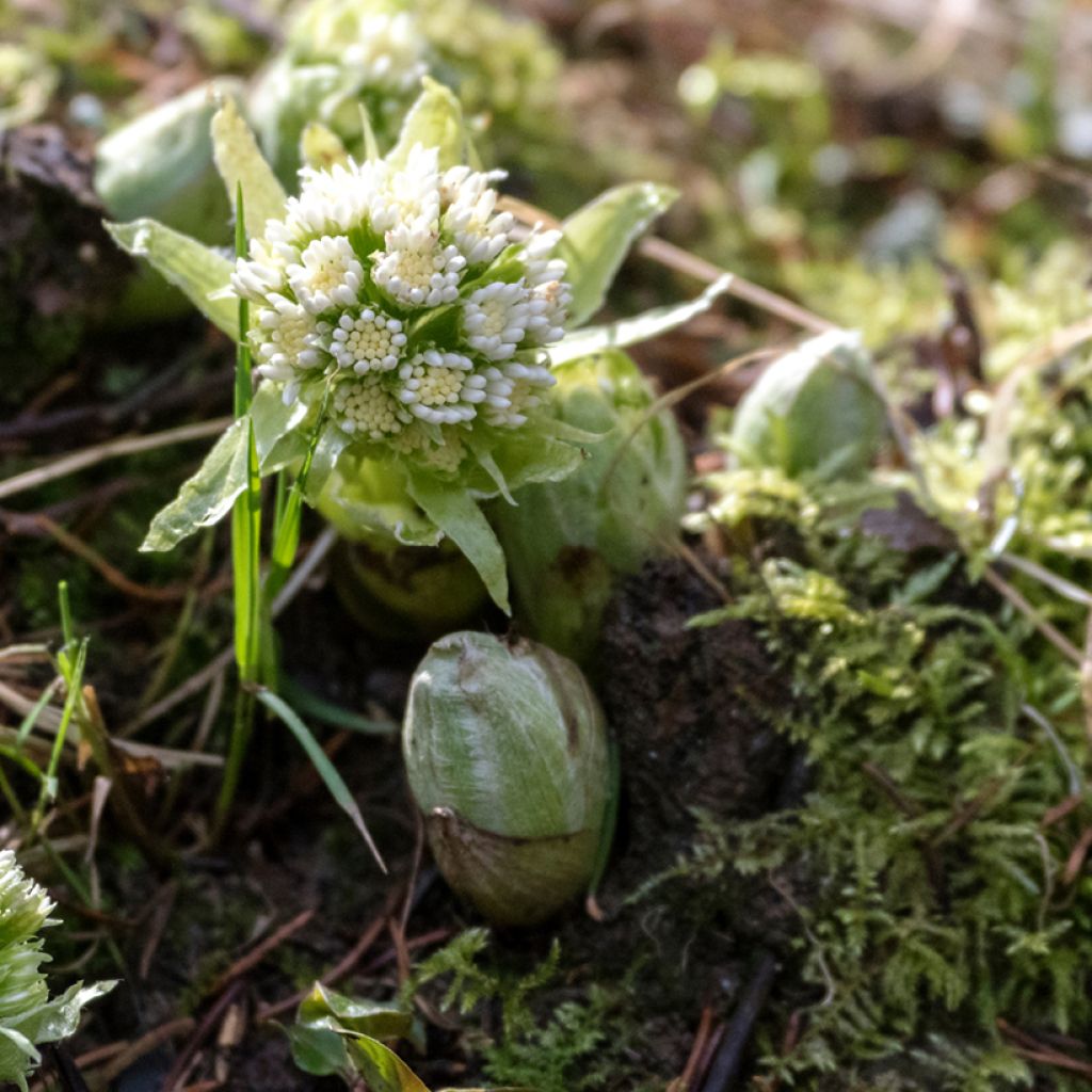 Petasites albus - Farfaraccio bianco