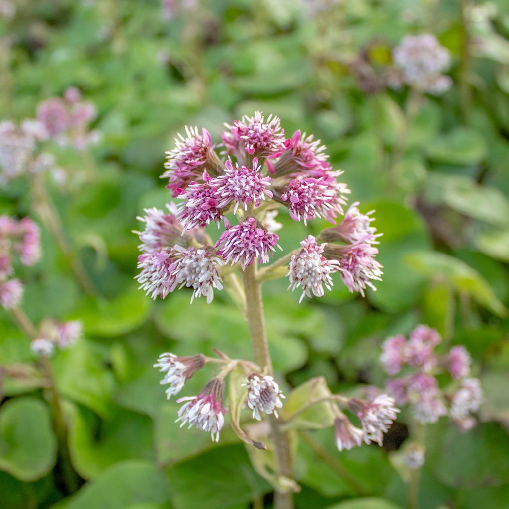 Petasites fragrans - Farfaraccio