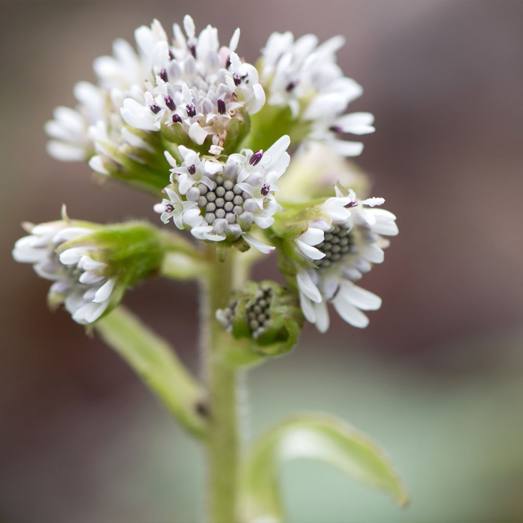 Petasites fragrans - Farfaraccio