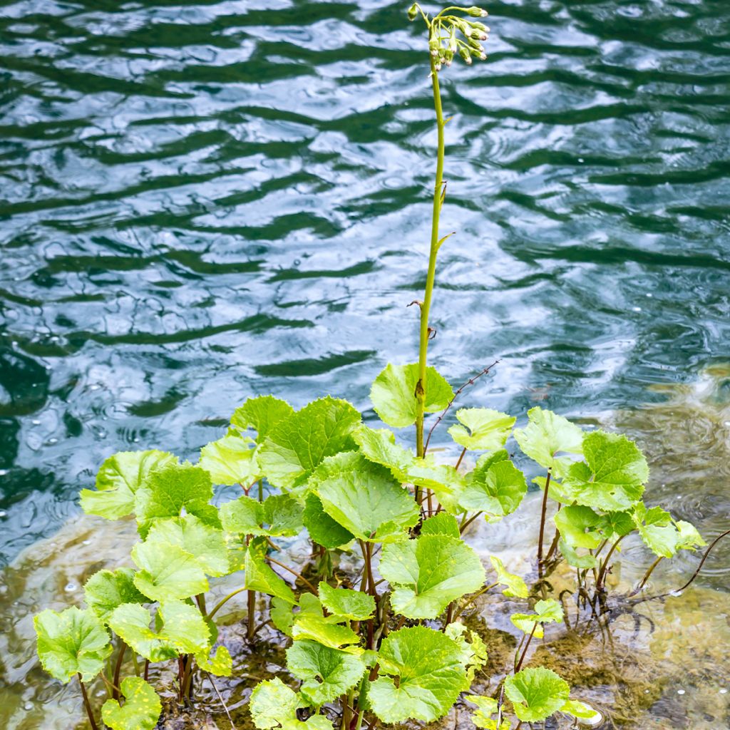 Petasites fragrans - Farfaraccio