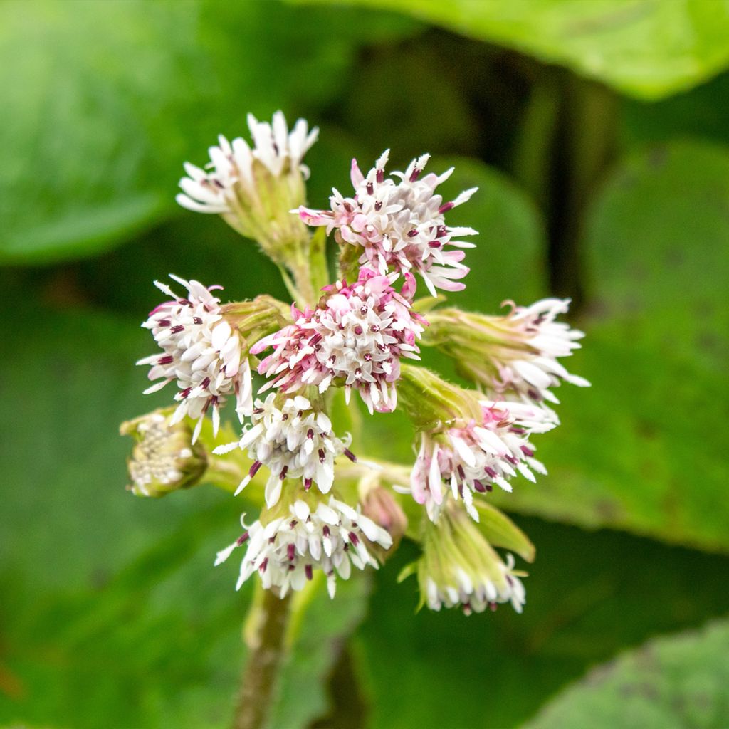 Petasites fragrans - Farfaraccio