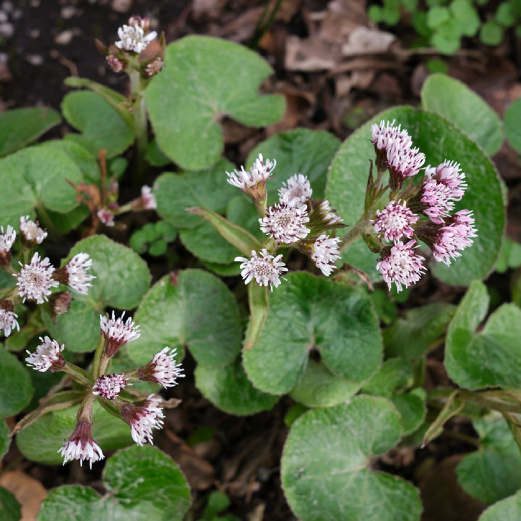 Petasites fragrans - Farfaraccio