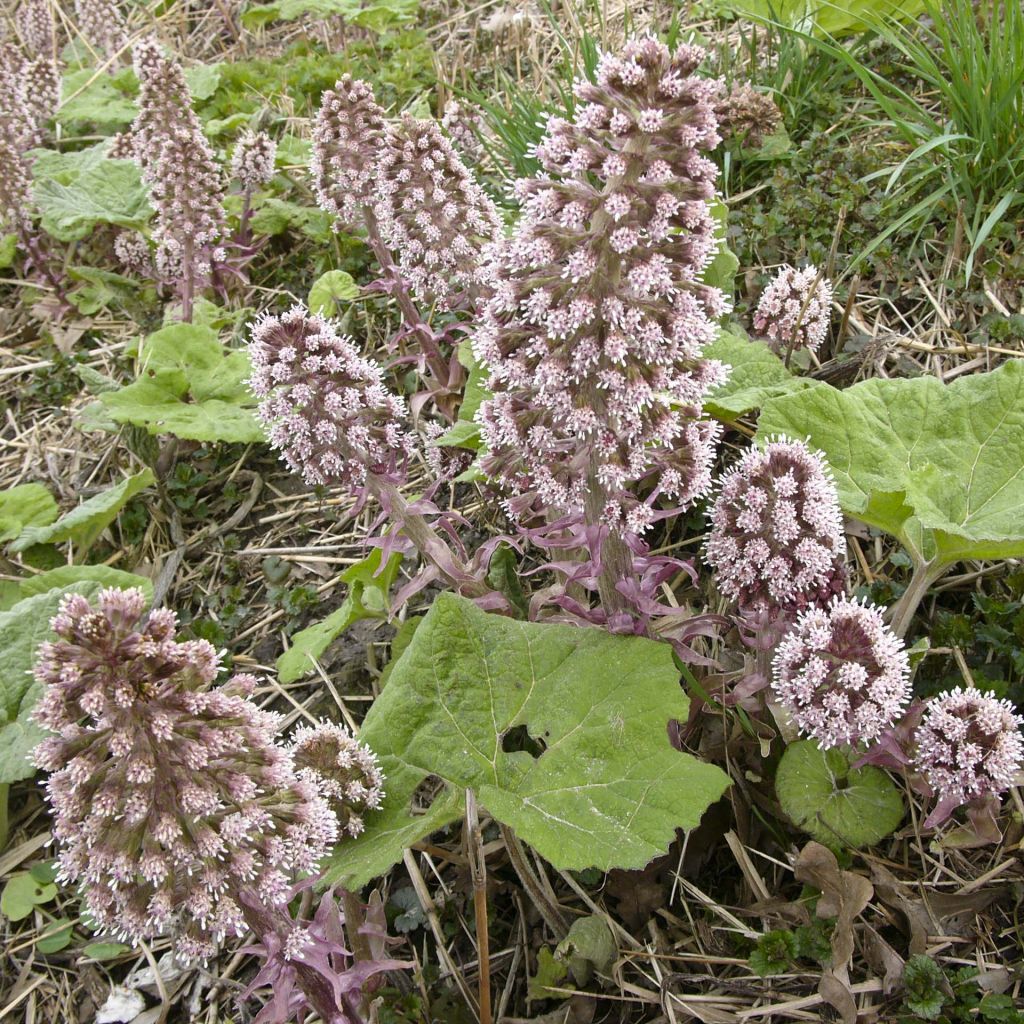 Petasites hybridus - Farfaraccio