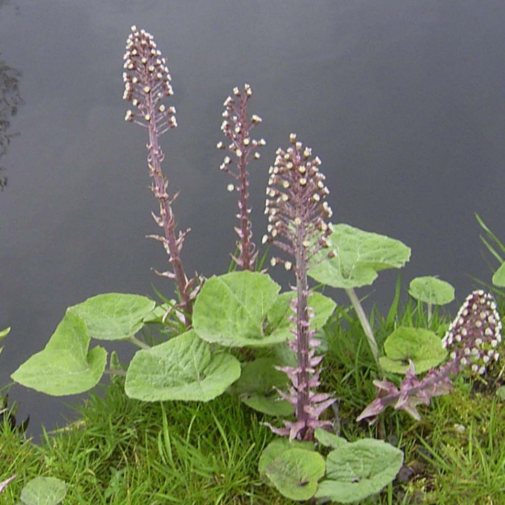 Petasites hybridus - Farfaraccio