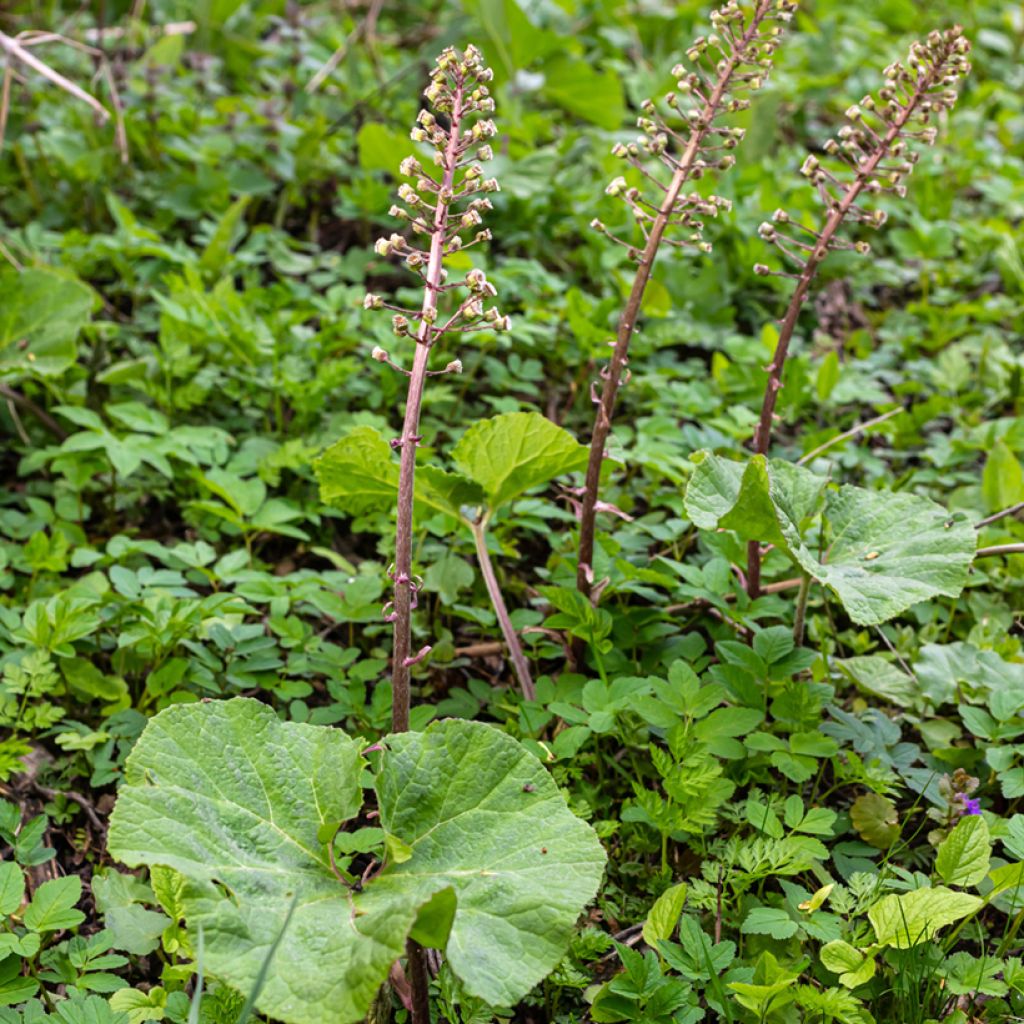 Petasites hybridus - Farfaraccio