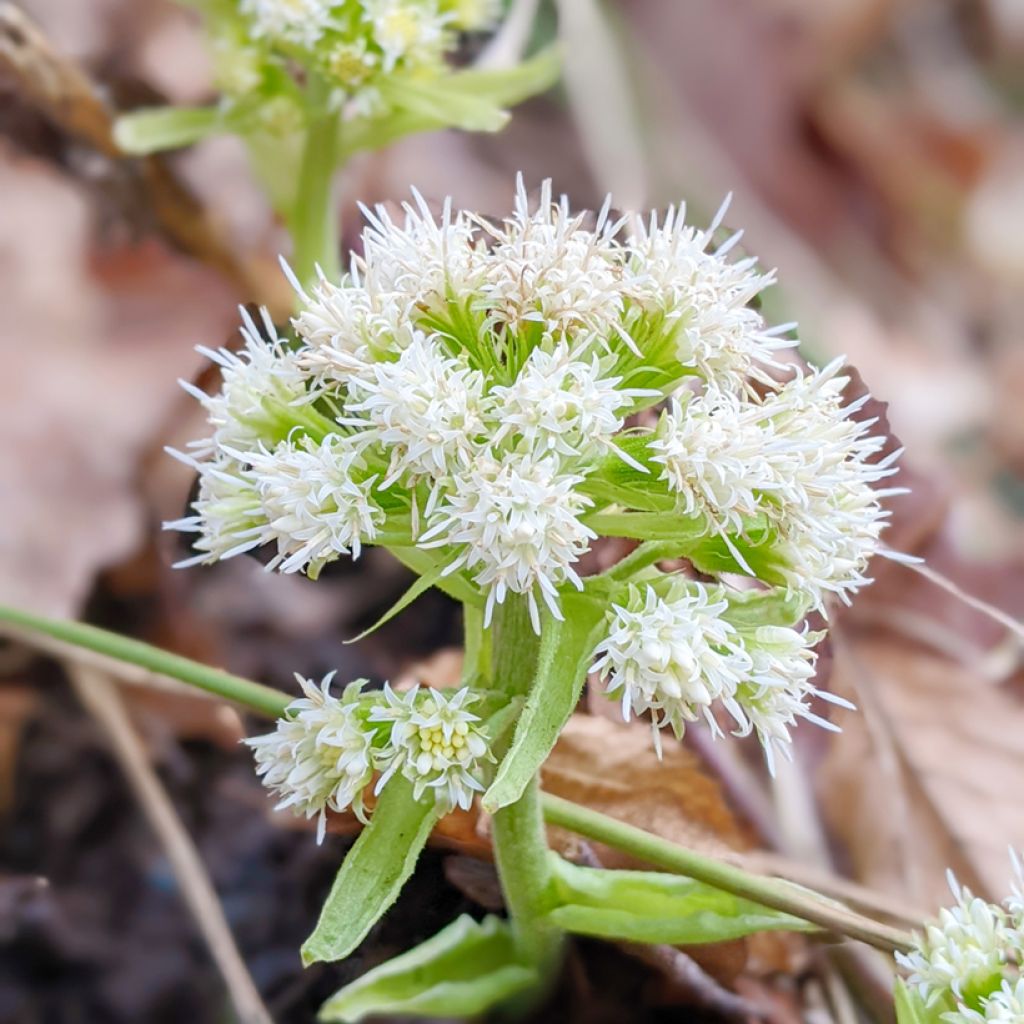 Petasites hybridus - Farfaraccio