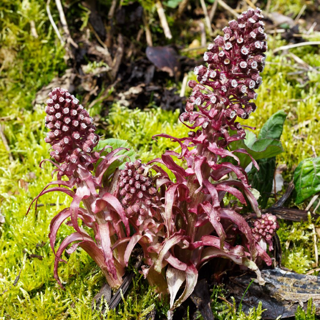 Petasites hybridus - Farfaraccio