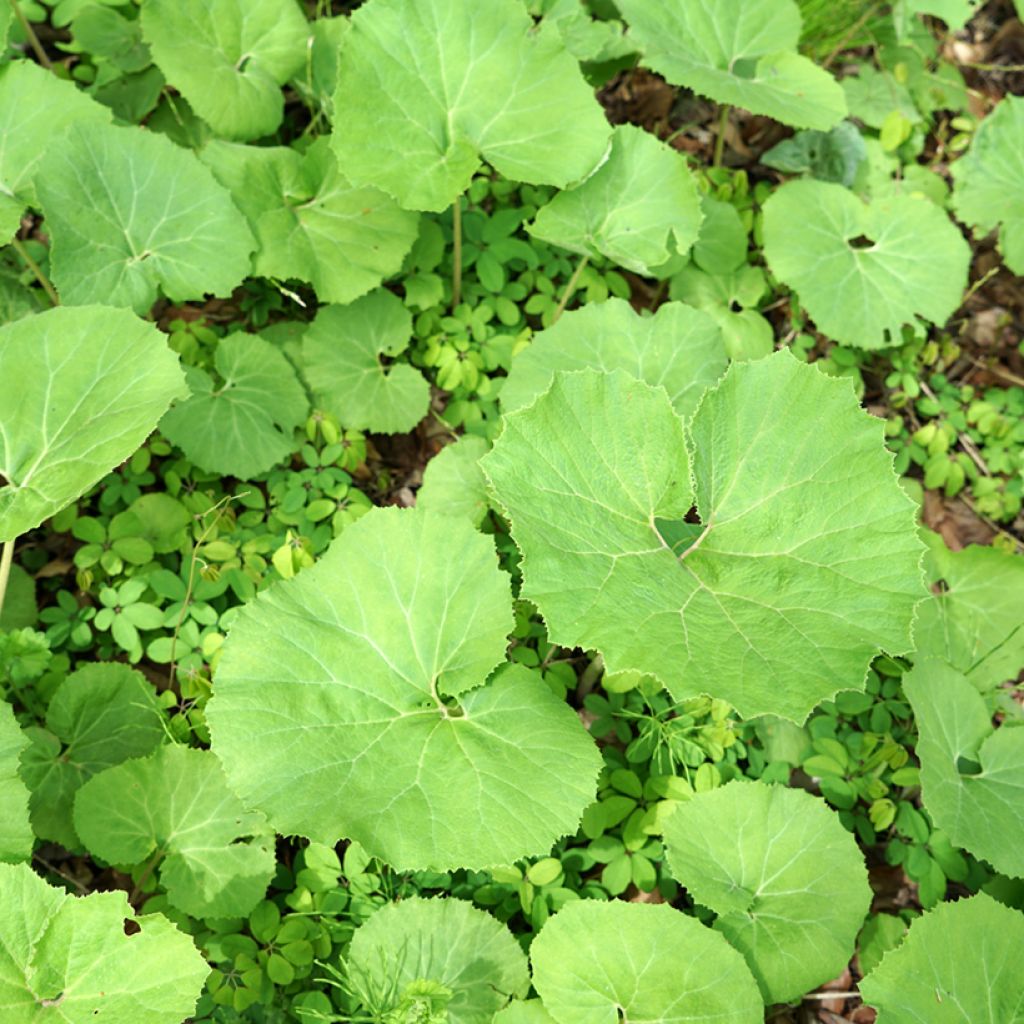 Petasites hybridus - Farfaraccio