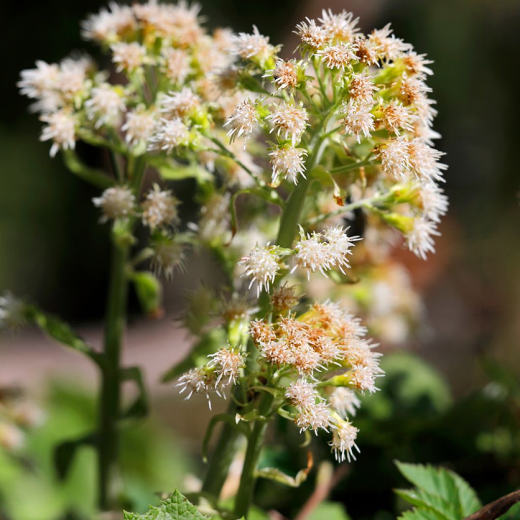 Petasites hybridus - Farfaraccio