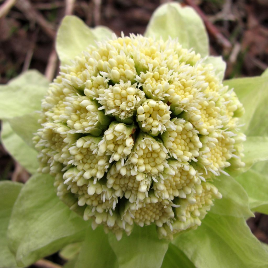 Petasites japonicus - Pétasite du Japon