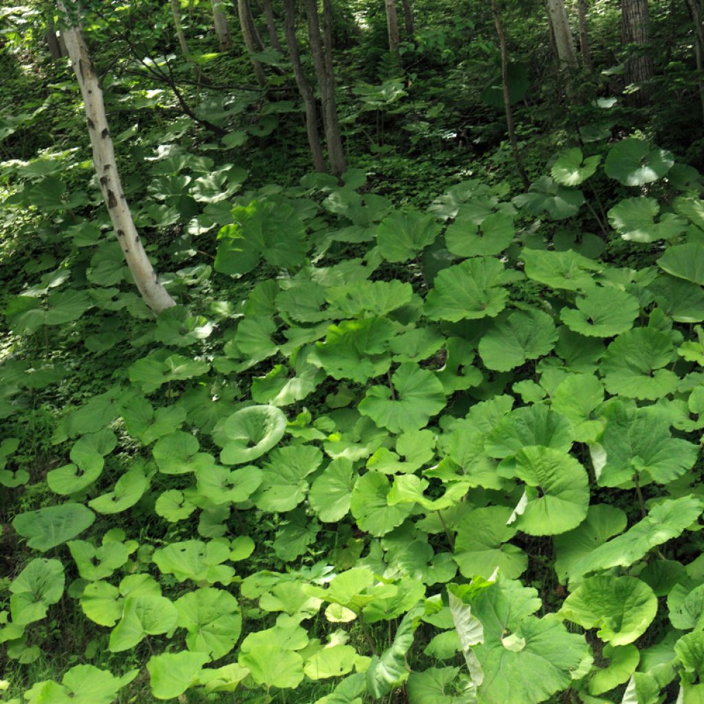 Petasites japonicus - Pétasite du Japon