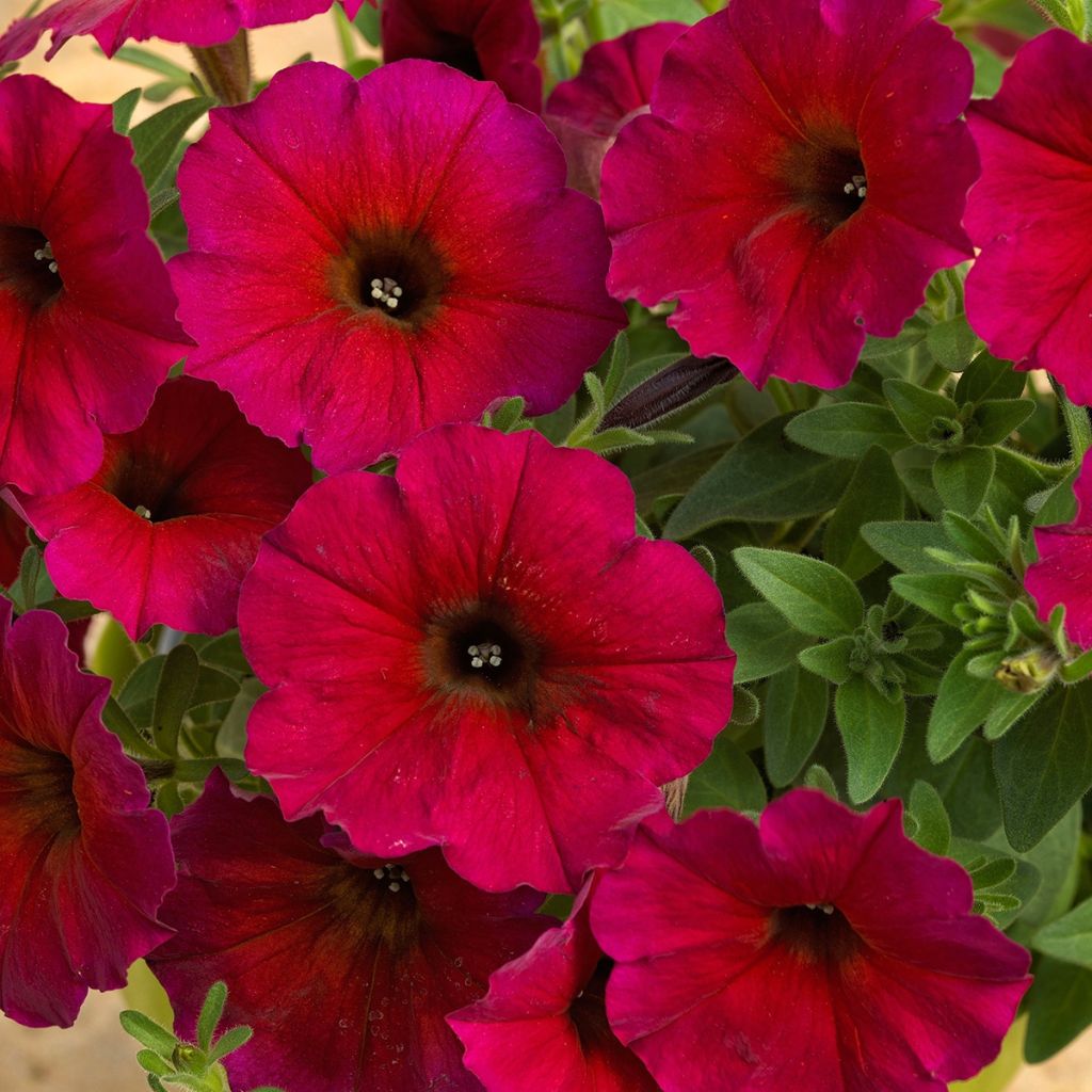 Petunia BeautiCal Bordeaux - Petchoa hybrida