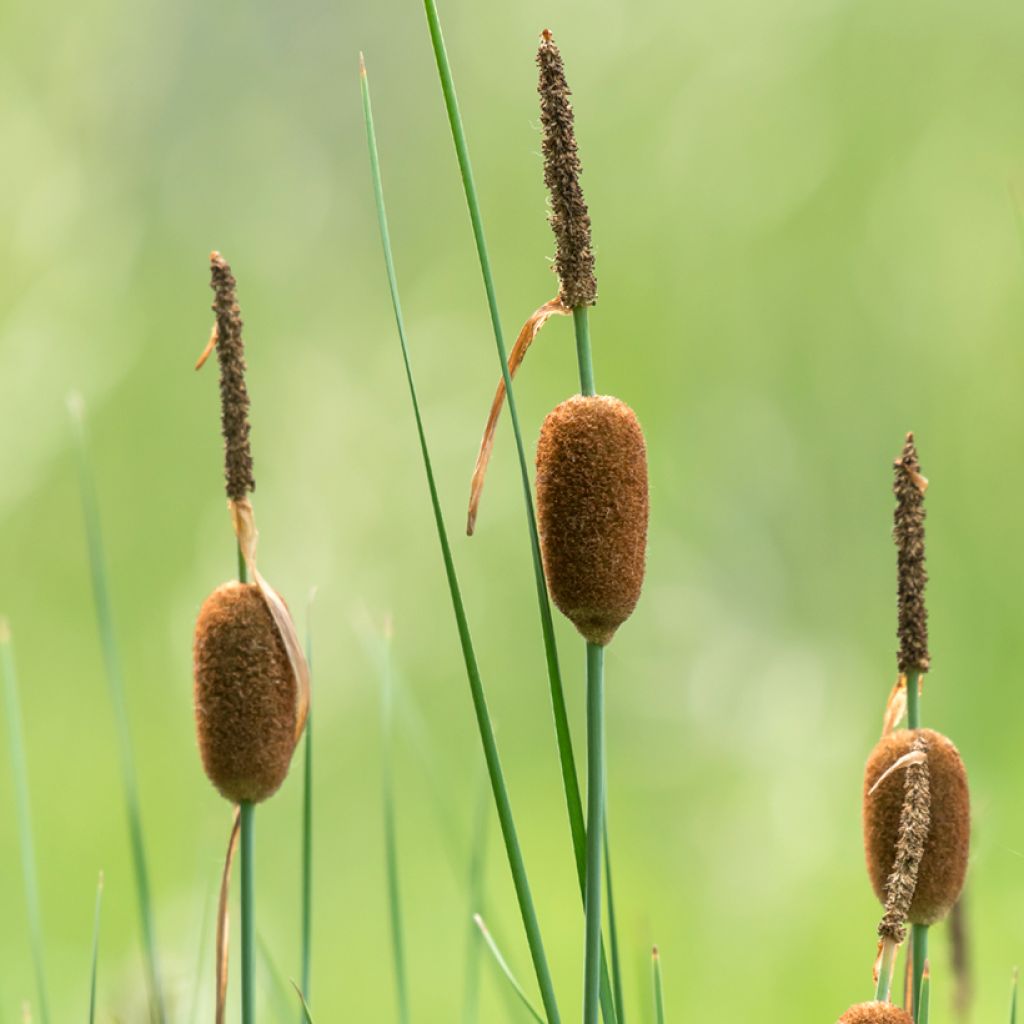 Typha minima - Lisca minore