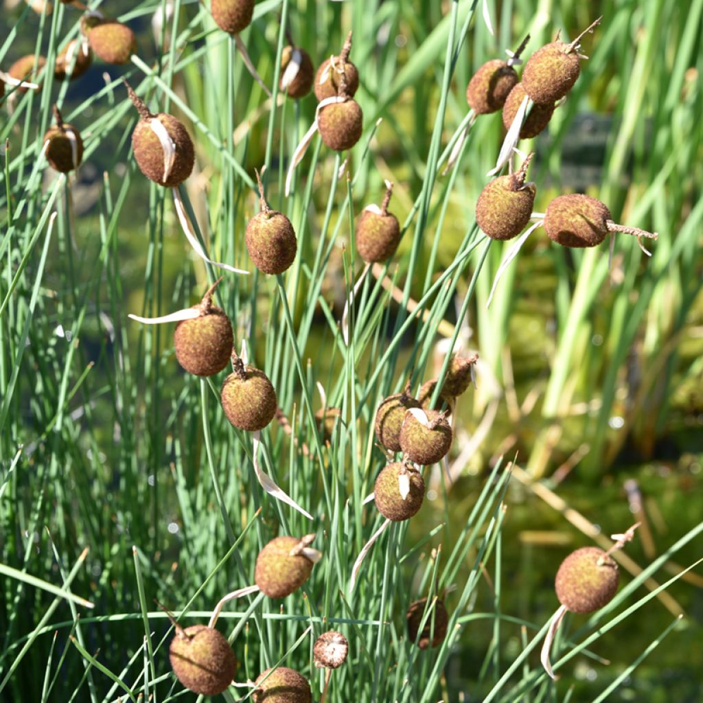 Typha minima - Lisca minore