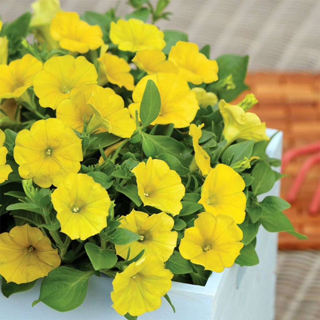 Petunia Capella Hello Yellow