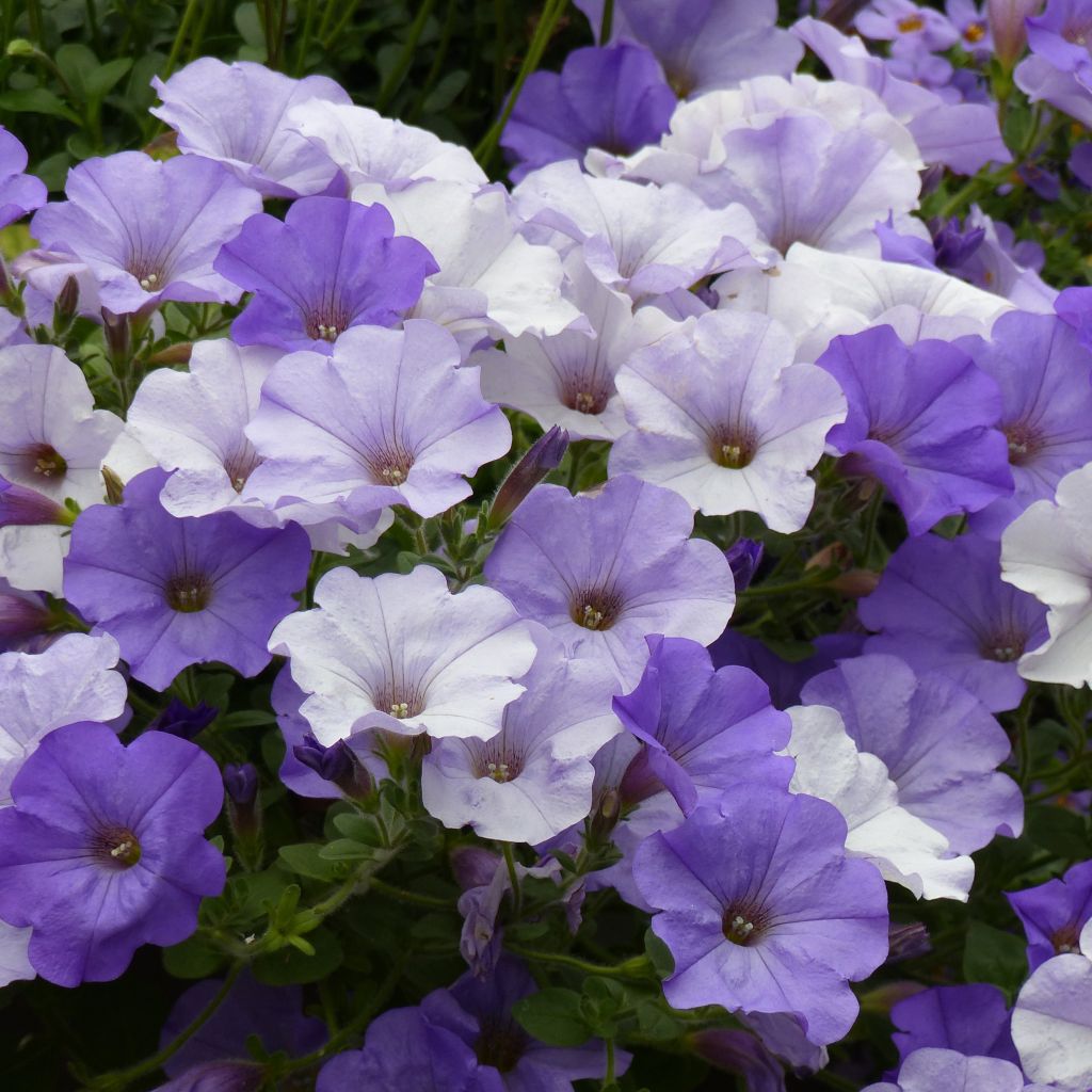 Petunia Conchita Azur - Pétunia hybride retombant bleu azur.