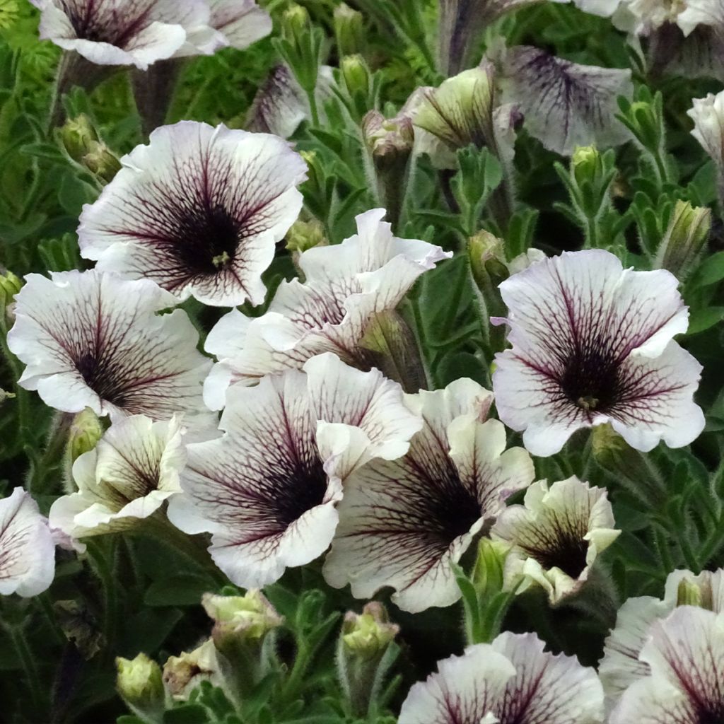 Petunia Designer Cappuccino