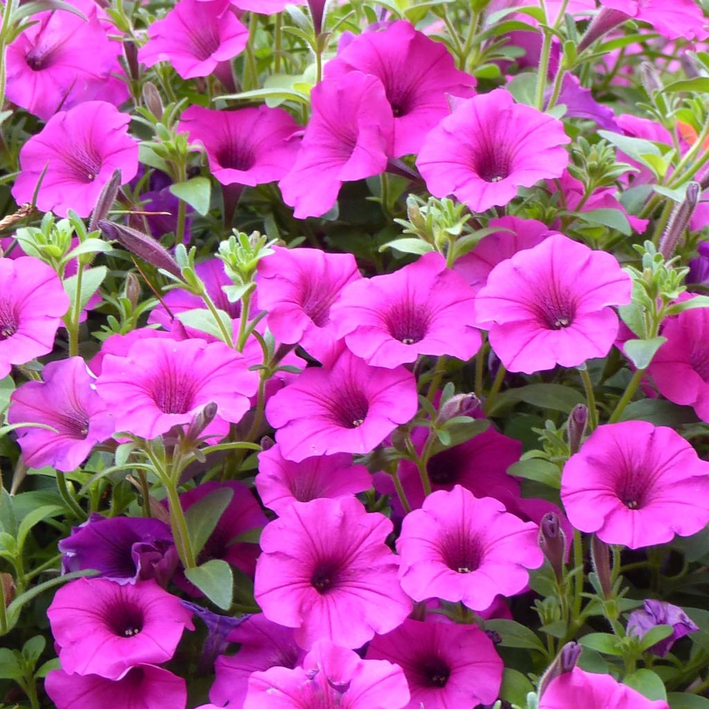 Petunia Pure Raspberry Mini-mottes