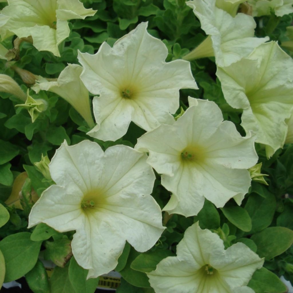 Petunia Sophistica Lime Green