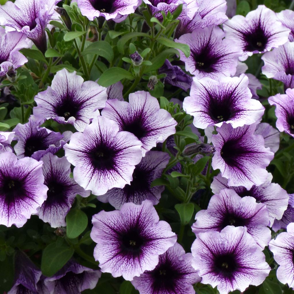 Pétunia Supertunia Bordeaux