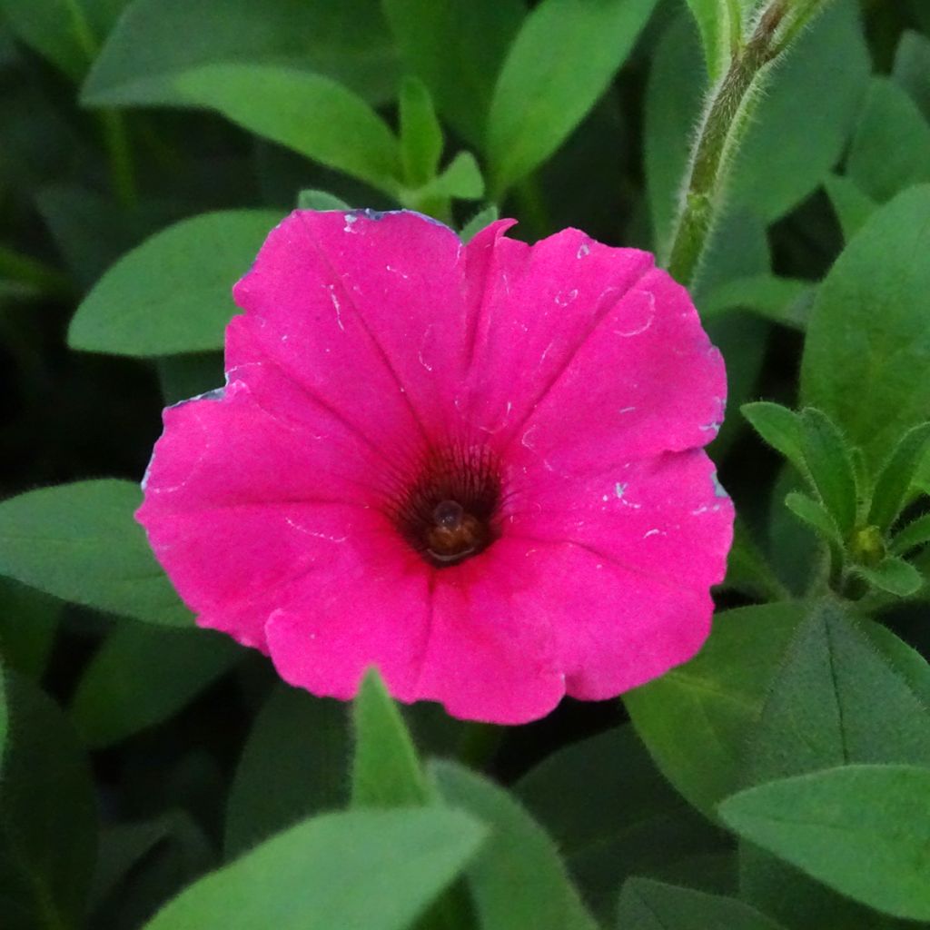 Pétunia Supertunia Vista Fuchsia