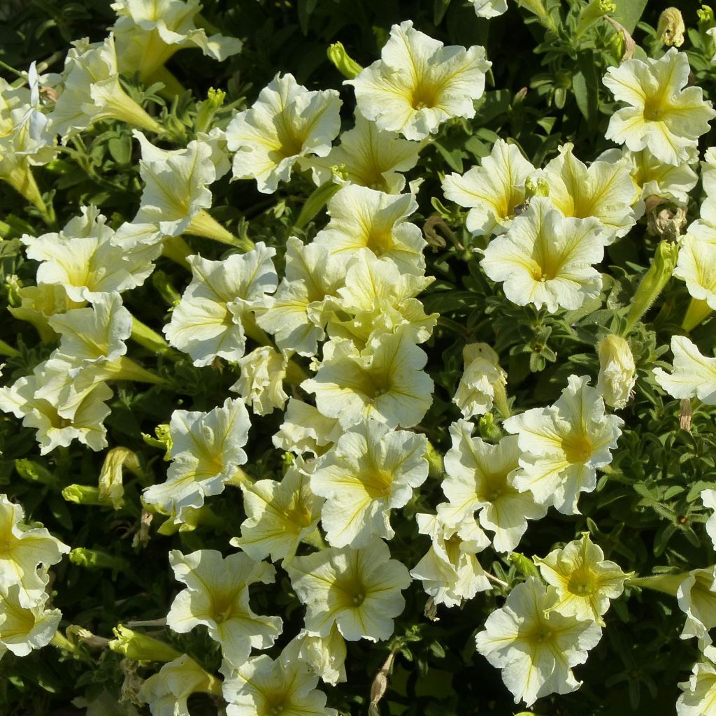 Petunia Surfinia Yellow - Pétunia retombant jaune