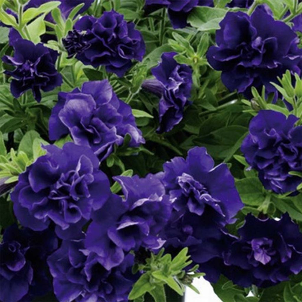 Pétunia retombant Tumbelina Belinda double bleu foncé