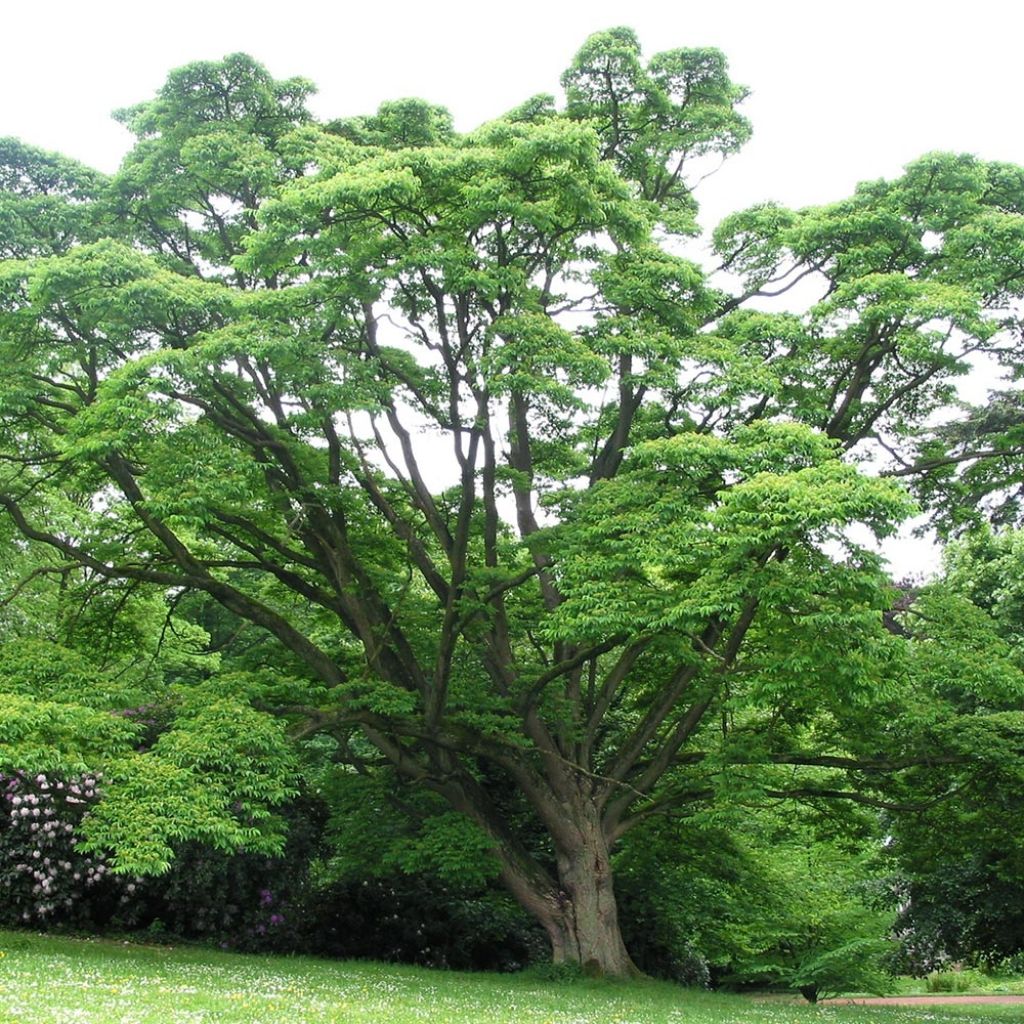 Phellodendron amurense - Arbre au liège de l'Amour